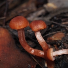 Laccaria sp. at Dalmeny, NSW - 5 Jul 2024