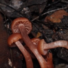 Laccaria sp. at Dalmeny, NSW - 5 Jul 2024