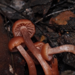 Laccaria sp. at Dalmeny, NSW - 5 Jul 2024 11:13 AM