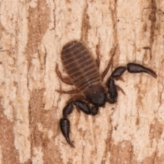 Conicochernes sp. (genus) (Chernetid Pseudoscorpion) at Lake Ginninderra - 4 Jul 2024 by kasiaaus