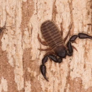 Conicochernes sp. (genus) at Lake Ginninderra - 4 Jul 2024