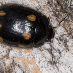 Paropsisterna octosignata at Lake Ginninderra - 4 Jul 2024