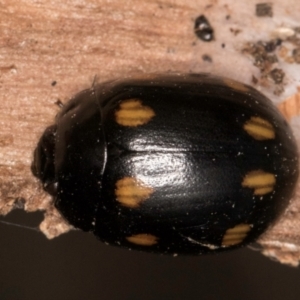 Paropsisterna octosignata at Lake Ginninderra - 4 Jul 2024