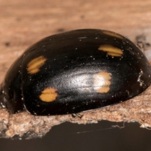 Paropsisterna octosignata at Lake Ginninderra - 4 Jul 2024