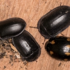 Paropsisterna octosignata at Lake Ginninderra - 4 Jul 2024