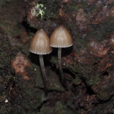 Mycena subgalericulata at Dalmeny, NSW - 5 Jul 2024 by Bushrevival