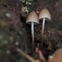 Mycena subgalericulata at Dalmeny, NSW - 5 Jul 2024