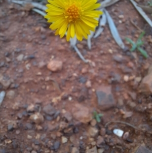 Calotis erinacea at Cobar, NSW - 5 Jul 2024 03:17 PM