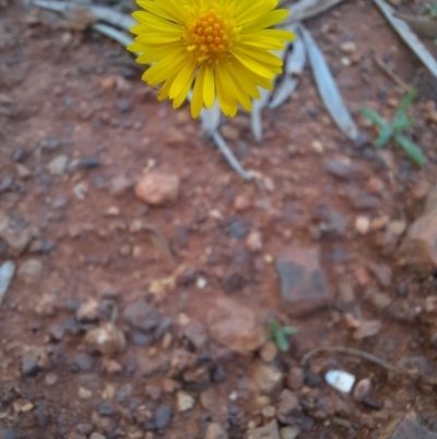 Unidentified Daisy at Cobar, NSW - 5 Jul 2024 by MB
