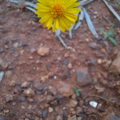 Calotis erinacea (Tangled Burr Daisy) at Cobar, NSW - 5 Jul 2024 by MB