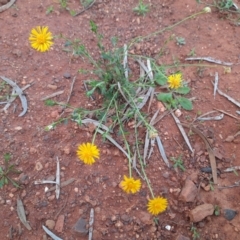 Calotis erinacea at Cobar, NSW - 5 Jul 2024 03:17 PM