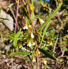 Myoporum montanum (Western Boobialla, Water Bush) at Cobar, NSW - 4 Jul 2024 by MB