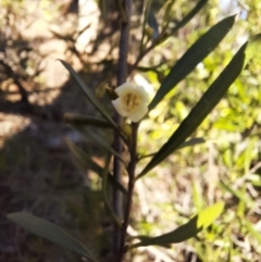 Eremophila deserti at Cobar, NSW - 5 Jul 2024 08:44 AM