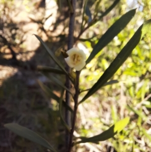 Myoporum montanum at Cobar, NSW - 5 Jul 2024