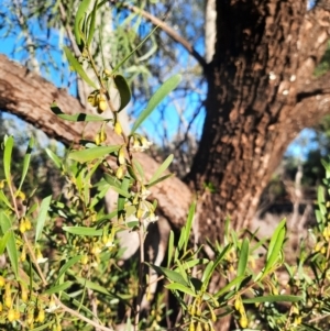 Eremophila deserti at Cobar, NSW - 5 Jul 2024