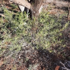 Eremophila deserti at Cobar, NSW - 5 Jul 2024