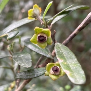 Beyeria lasiocarpa at Bournda National Park - 5 Jul 2024