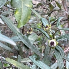 Beyeria lasiocarpa at Bournda National Park - 5 Jul 2024