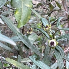 Beyeria lasiocarpa at Bournda National Park - 5 Jul 2024 03:13 PM