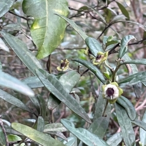 Beyeria lasiocarpa at Bournda National Park - 5 Jul 2024