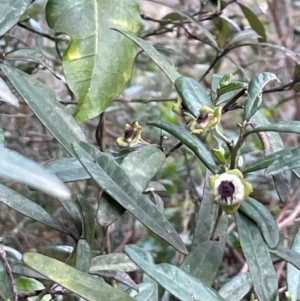 Beyeria lasiocarpa at Bournda National Park - 5 Jul 2024 03:13 PM