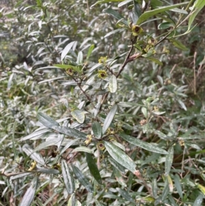 Beyeria lasiocarpa at Bournda National Park - 5 Jul 2024 03:13 PM