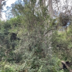 Beyeria lasiocarpa at Bournda National Park - 5 Jul 2024