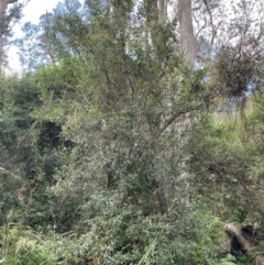 Beyeria lasiocarpa at Bournda National Park - 5 Jul 2024 03:13 PM