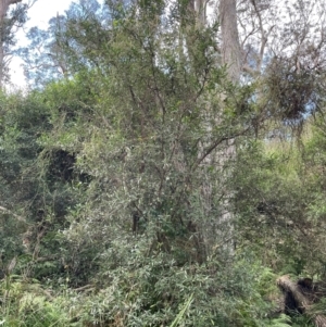 Beyeria lasiocarpa at Bournda National Park - 5 Jul 2024