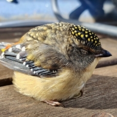 Pardalotus punctatus (Spotted Pardalote) at Rugosa - 5 Jul 2024 by SenexRugosus