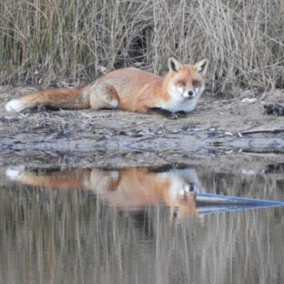 Vulpes vulpes (Red Fox) at Lions Youth Haven - Westwood Farm A.C.T. - 5 Jul 2024 by HelenCross