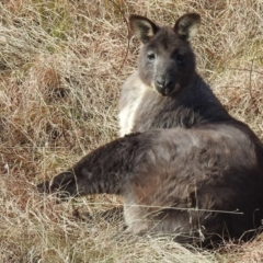 Osphranter robustus robustus (Eastern Wallaroo) at Lions Youth Haven - Westwood Farm A.C.T. - 5 Jul 2024 by HelenCross