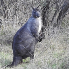 Osphranter robustus robustus at Lions Youth Haven - Westwood Farm A.C.T. - 5 Jul 2024