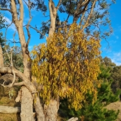 Amyema miquelii (Box Mistletoe) at Isaacs Ridge and Nearby - 5 Jul 2024 by Mike