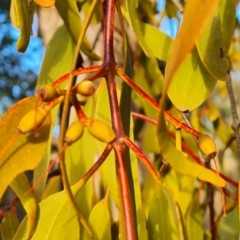 Amyema miquelii at Isaacs Ridge and Nearby - 5 Jul 2024 04:12 PM