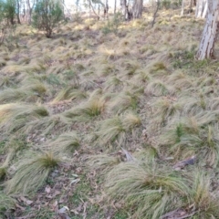 Nassella trichotoma (Serrated Tussock) at Isaacs Ridge and Nearby - 5 Jul 2024 by Mike