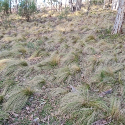 Nassella trichotoma (Serrated Tussock) at Isaacs Ridge - 5 Jul 2024 by Mike