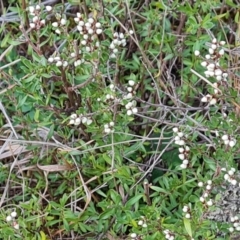 Cryptandra amara (Bitter Cryptandra) at Isaacs Ridge - 5 Jul 2024 by Mike