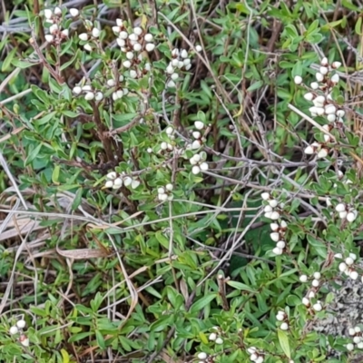 Cryptandra amara (Bitter Cryptandra) at Isaacs Ridge and Nearby - 5 Jul 2024 by Mike