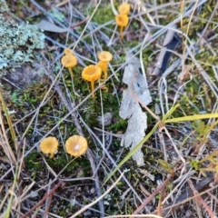 Lichenomphalia chromacea (Yellow Navel) at Isaacs Ridge - 5 Jul 2024 by Mike