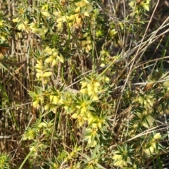 Melichrus urceolatus (Urn Heath) at Isaacs Ridge - 5 Jul 2024 by Mike