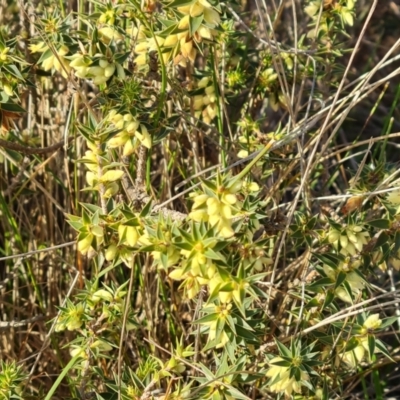 Melichrus urceolatus (Urn Heath) at Isaacs Ridge and Nearby - 5 Jul 2024 by Mike