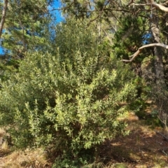 Olea europaea subsp. cuspidata (African Olive) at Isaacs, ACT - 5 Jul 2024 by Mike