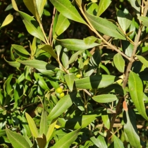 Olea europaea subsp. cuspidata at Isaacs Ridge and Nearby - 5 Jul 2024 03:38 PM