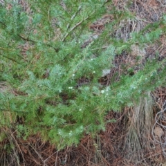 Juniperus communis (Juniper) at Isaacs Ridge - 5 Jul 2024 by Mike