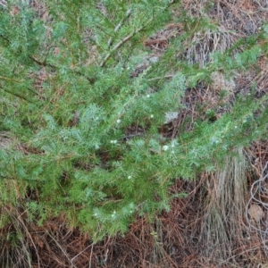 Juniperus communis at Isaacs Ridge and Nearby - 5 Jul 2024