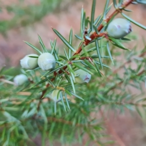 Juniperus communis at Isaacs Ridge and Nearby - 5 Jul 2024