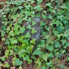 Hedera sp. (helix or hibernica) (Ivy) at Isaacs, ACT - 5 Jul 2024 by Mike