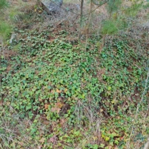 Hedera sp. (helix or hibernica) at Isaacs Ridge - 5 Jul 2024 03:24 PM