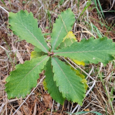 Quercus sp. (Oak) at Isaacs Ridge and Nearby - 5 Jul 2024 by Mike